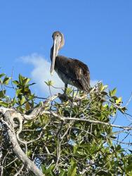 2024_02_24_10_Galapagos_Santa_Cruz_pelican_in_mangrove_forest