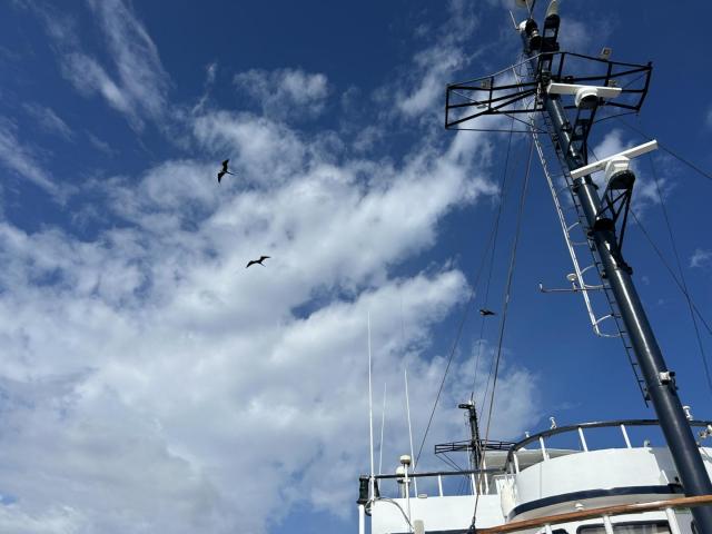 2024_02_25_10_Galapagos_Isabela_frigate_birds_above_ship