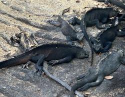 2024_02_25_17_Galapagos_Fernandina_marine_iguana_lying_on_dead_comrade