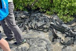 2024_02_25_18_Galapagos_Fernandina_marine_iguanas_at_panga_landing_site