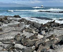2024_02_25_19_Galapagos_Fernandina_marine_iguanas_Evolution_ship_in_background
