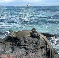 2024_02_25_20_Galapagos_Fernandina_marine_iguanas_Evolution_ship_in_background