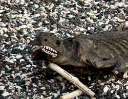 2024_02_25_21_Galapagos_Fernandina_marine_iguana_mummy