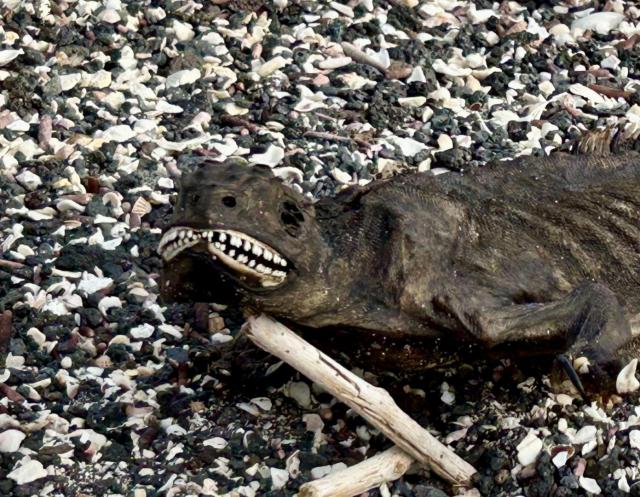 2024_02_25_21_Galapagos_Fernandina_marine_iguana_mummy