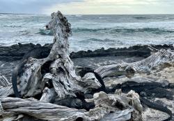 2024_02_25_24_Galapagos_Fernandina_marine_iguanas_on_driftwood