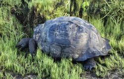 2024_02_26_06_Galapagos_Isabela_giant_tortoise_munching_grass