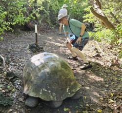 2024_02_26_07_Galapagos_Isabela_giant_tortoise_older_male
