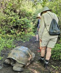 2024_02_26_10_Galapagos_Isabela_giant_tortoises_in_path_1