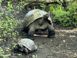 2024_02_26_13_Galapagos_Isabela_giant_tortoise_big_boy_400lbs