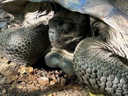2024_02_26_15_Galapagos_Isabela_giant_tortoise_pulled_into_shell