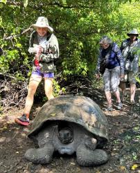 2024_02_26_17_Galapagos_Isabela_giant_tortoise_hike