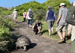 2024_02_26_18_Galapagos_Isabela_giant_tortoise_hike