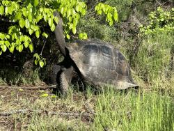 2024_02_26_19_Galapagos_Isabela_giant_tortoise_eating_poison_apples