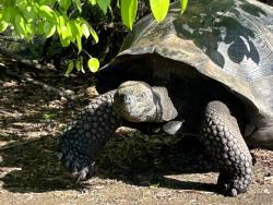 2024_02_26_20_Galapagos_Isabela_giant_tortoise_hike