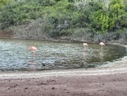 2024_02_28_16_Galapagos_Rabida_flamingo_lagoon