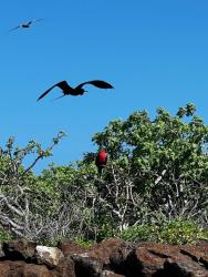 2024_02_29_07_Galapagos_North_Seymour_frigate_bird_displaying_to_female