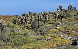 2024_02_29_13c_Galapagos_South_Plaza_prickly_pear_forest