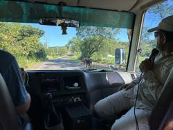 2024_03_02_04_Galapagos_Santa_Cruz_cows_on_road