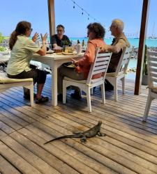 2024_03_03_08b_Galapagos_Puerto_Ayora_marine_iguana_walking_through_restaurant
