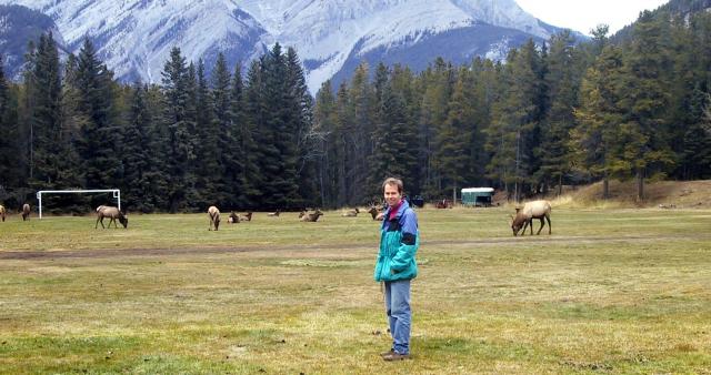 Elk on soccer field outside Banff Springs Hotel.