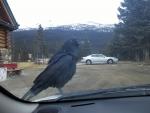 Raven on car, Bow Lake.