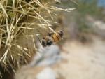 Impaled bee on cholla.  Yes.  It's that nasty.