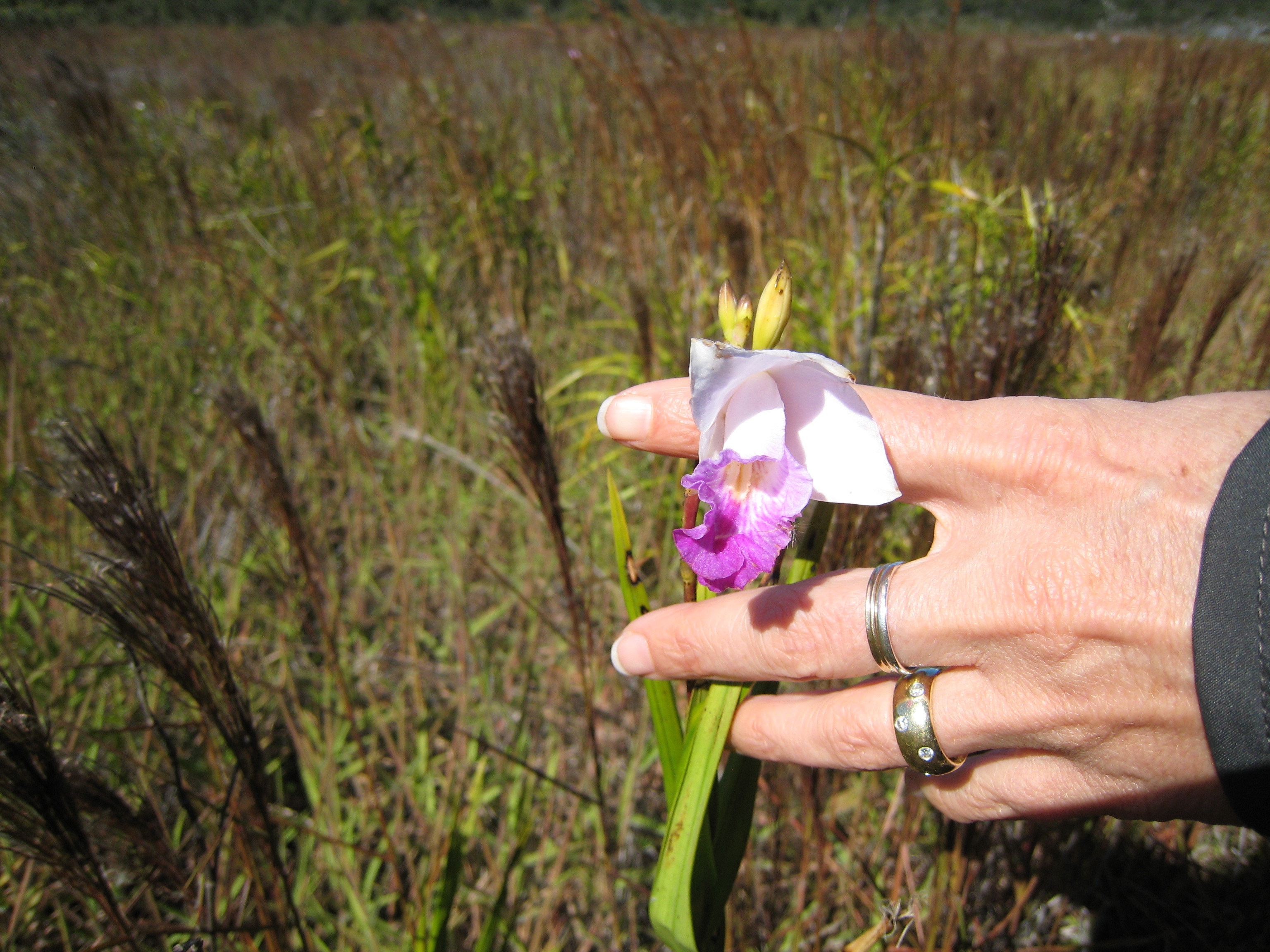 Kilauea Caldera: Wild Orchids