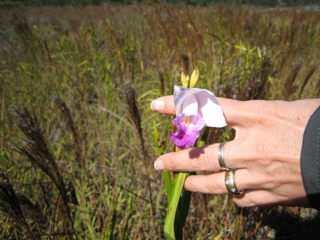 Kilauea Caldera: Wild Orchids