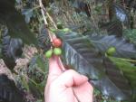 Waipi'o Valley: Coffee Growing Wild on Trail to Waimanu