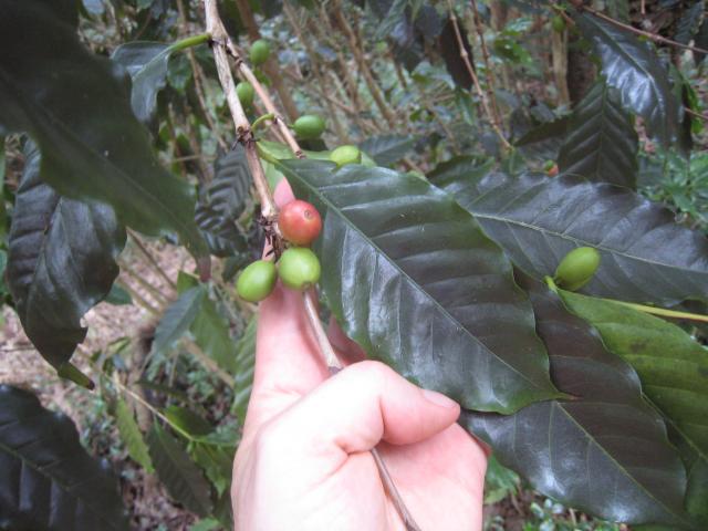 Waipi'o Valley: Coffee Growing Wild on Trail to Waimanu