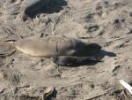 Elephant Seals at Piedras Blancas: 1 day old pup.