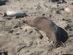 Elephant Seals at Piedras Blancas: large male.  Notice scars around neck.