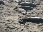 Elephant Seals at Piedras Blancas: mom and pup face time.