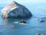 Cormorants on rock, Big Sur Coast