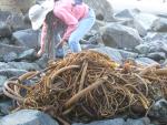 Highway 1, Big Sur Coast: Kelp pile at Sand Dollar Beach