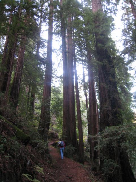 Pfeiffer Big Sur: Buzzard's Roost Trail:Redwoods