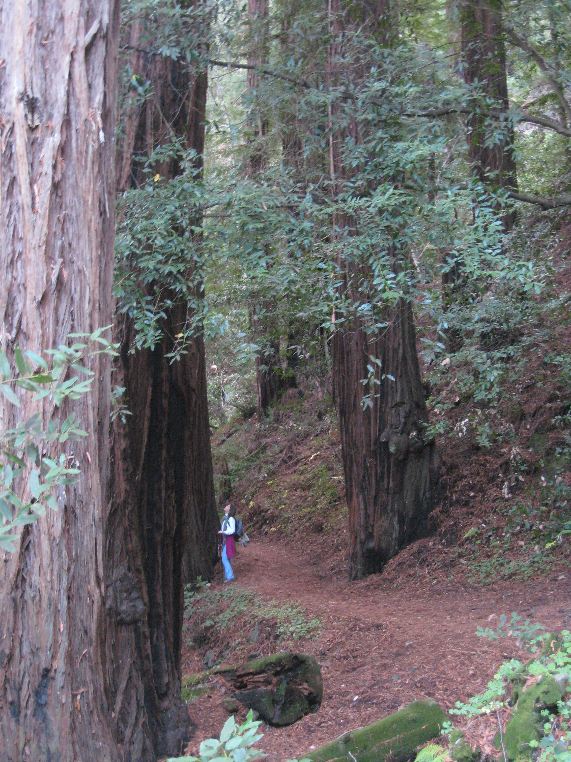 Pfeiffer Big Sur: Buzzard's Roost Trail:Vivian and Redwoods