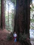 Pfeiffer Big Sur: Buzzard's Roost Trail:Maybe the biggest tree on the hike.