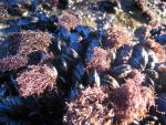 Pfeiffer Beach: Mussels